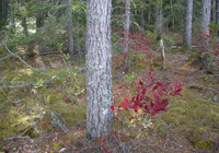 Rockport 11